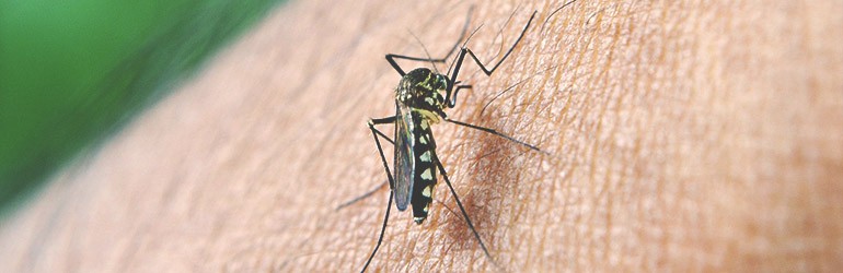 natuurlijke middelen muggen blog
