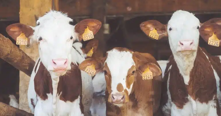 hoe zit het met vegan blog