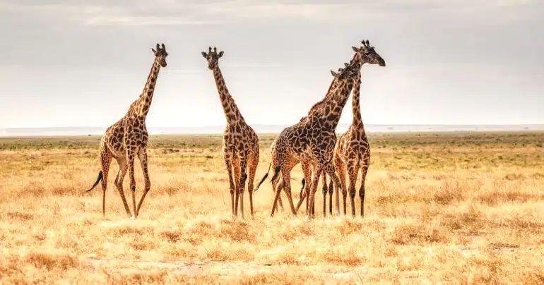 duurzaam reizen safari kenia