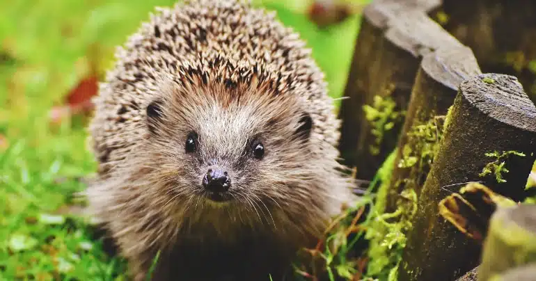 duurzame tuin egel
