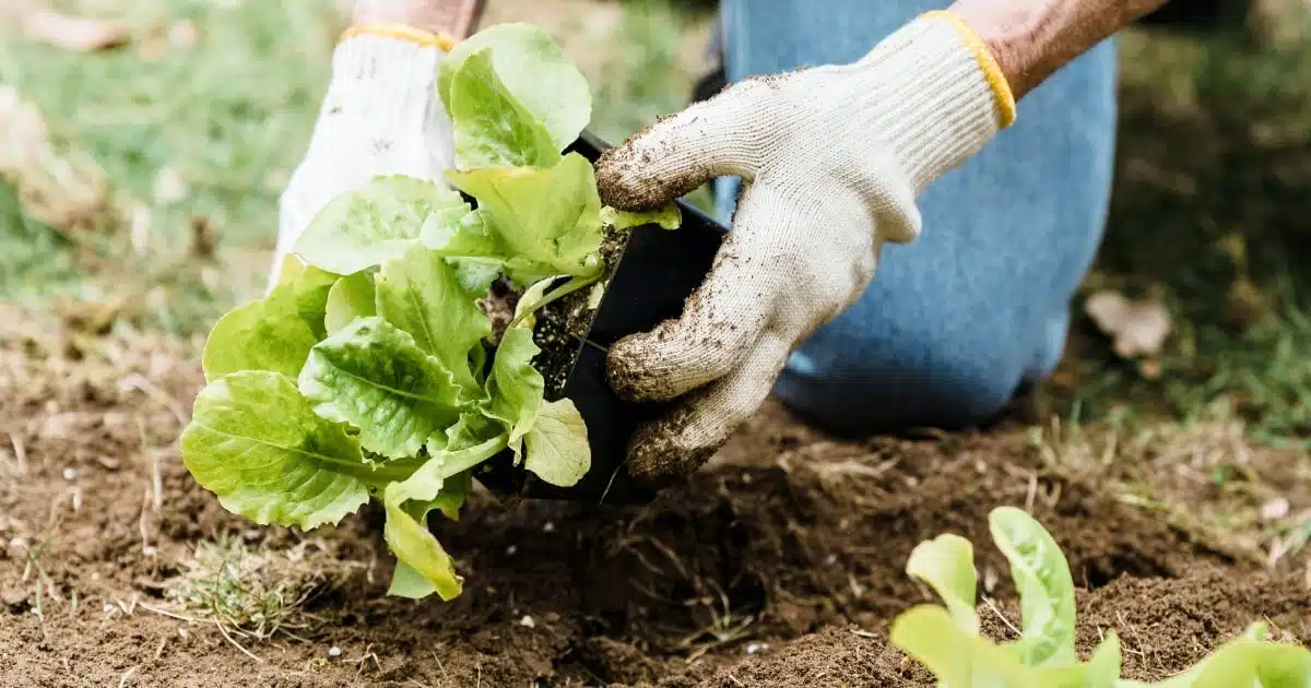 moestuin duurzaam