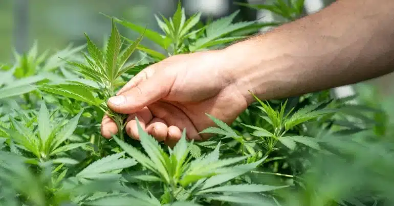 waarom hennep kan bijdragen aan duurzamere wereld