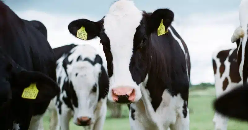 dierendag eet vegan