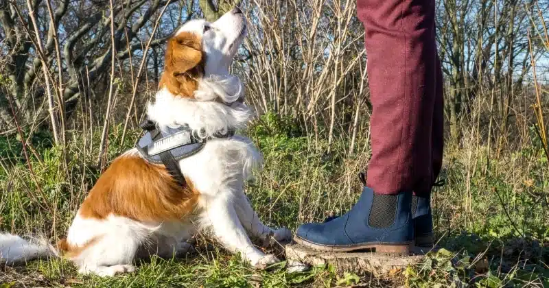 vegan chelsea boots wills vegan store