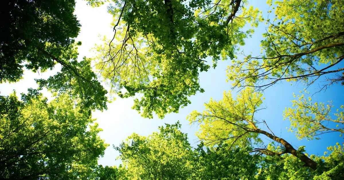 schonere lucht