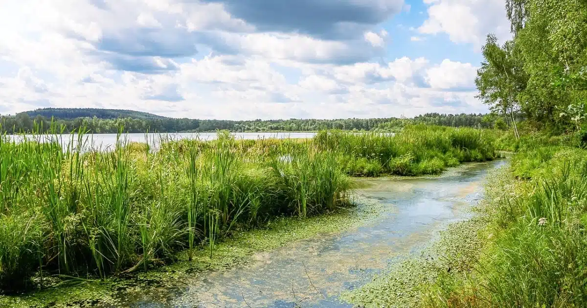 zeegras voorovoevers hulp bij klimaat