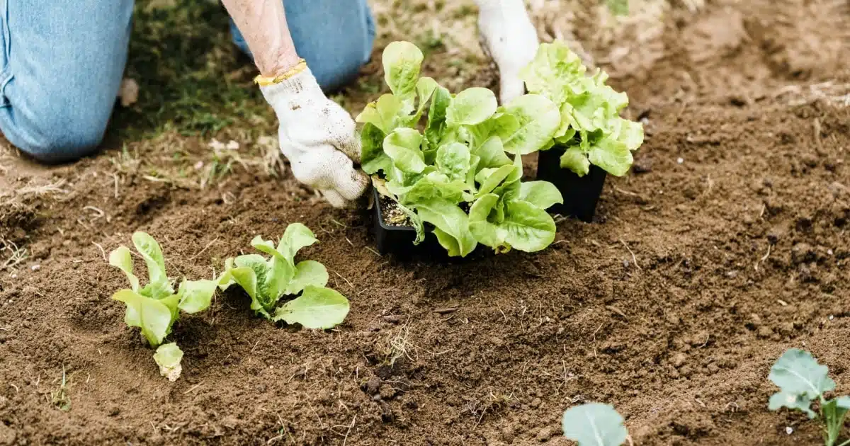 moestuin beginner april mei