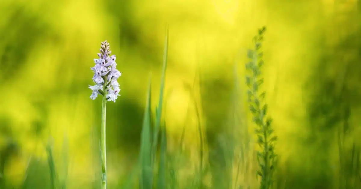 wilde orchideeen nederland