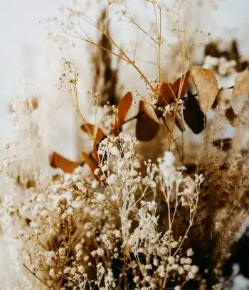 herfst droogbloemen