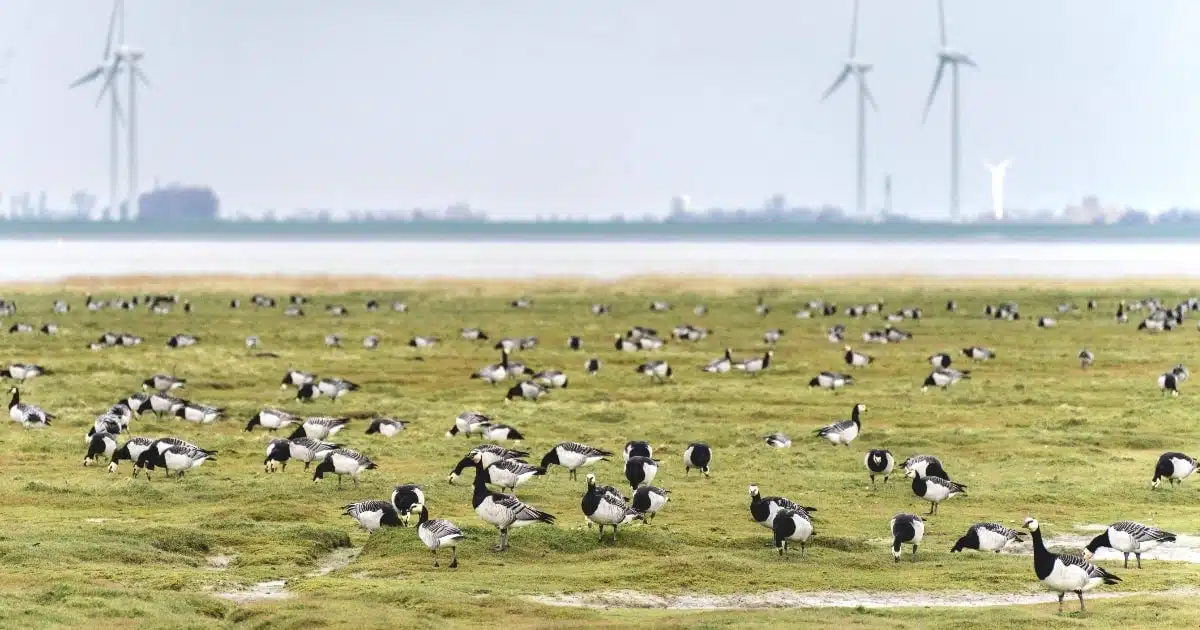 trekvogels