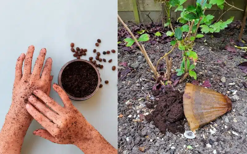 wat kun je doen met koffieprut in de tuin 1