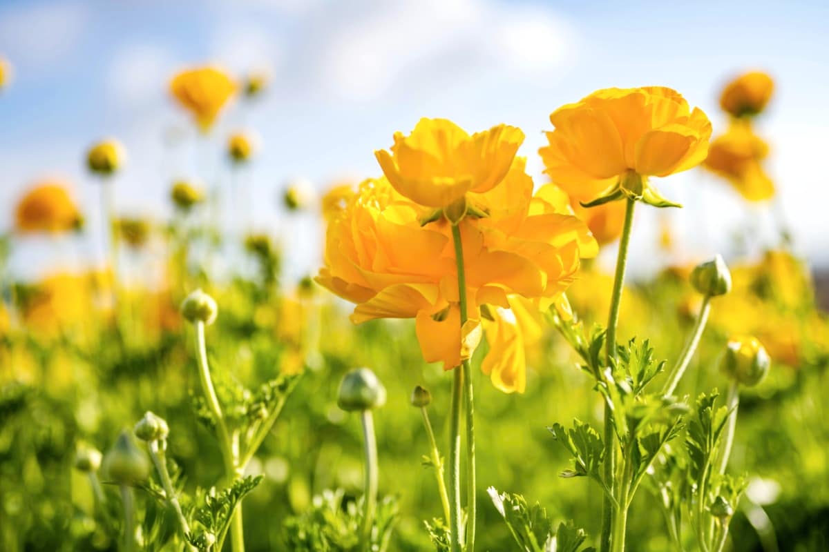 positief nieuws bloemenmaand