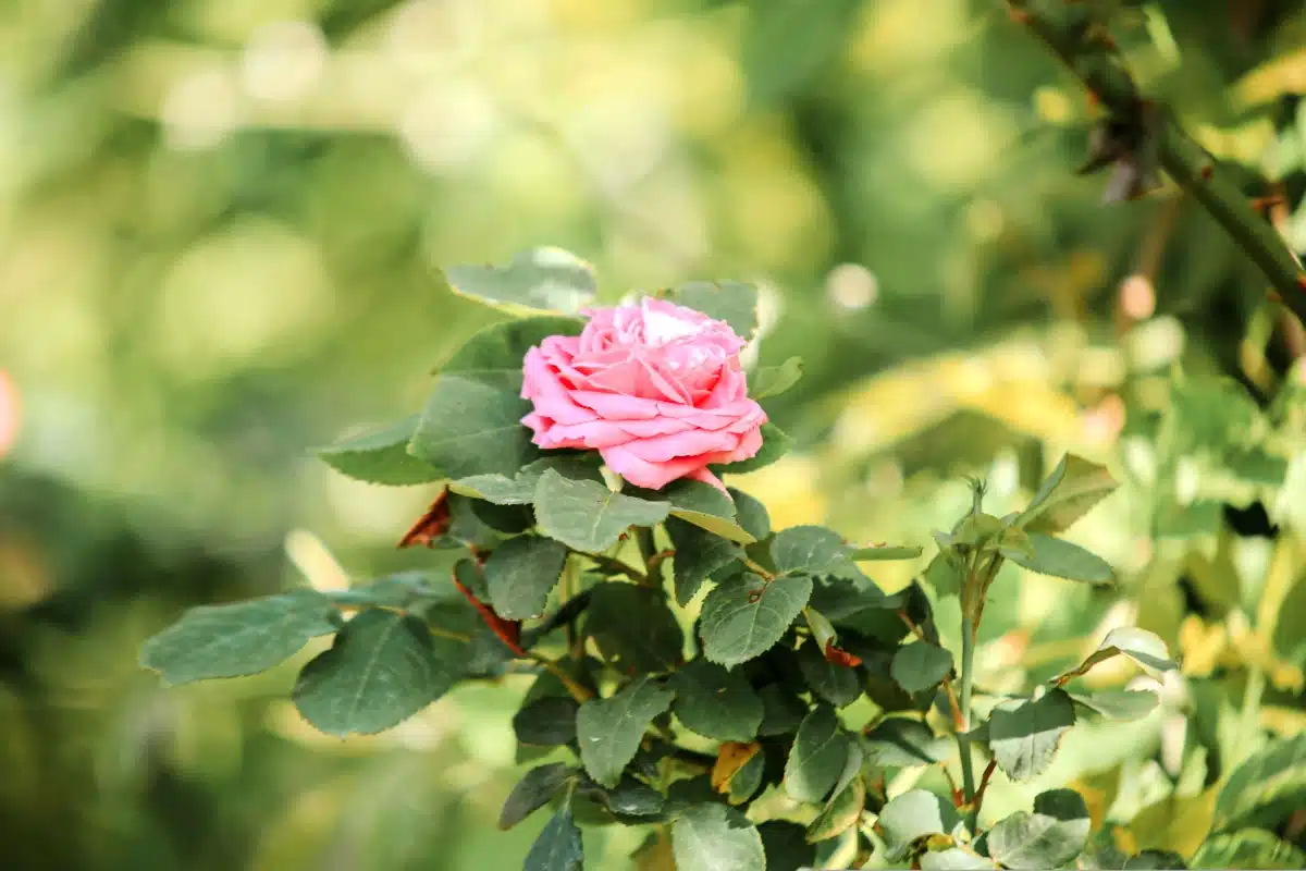 bloeiende rozen