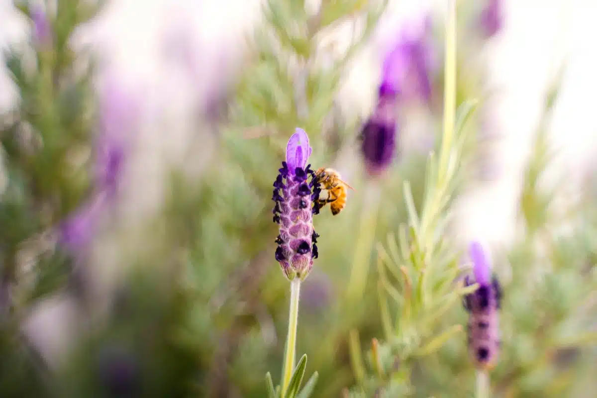 instectenplanten bespoten